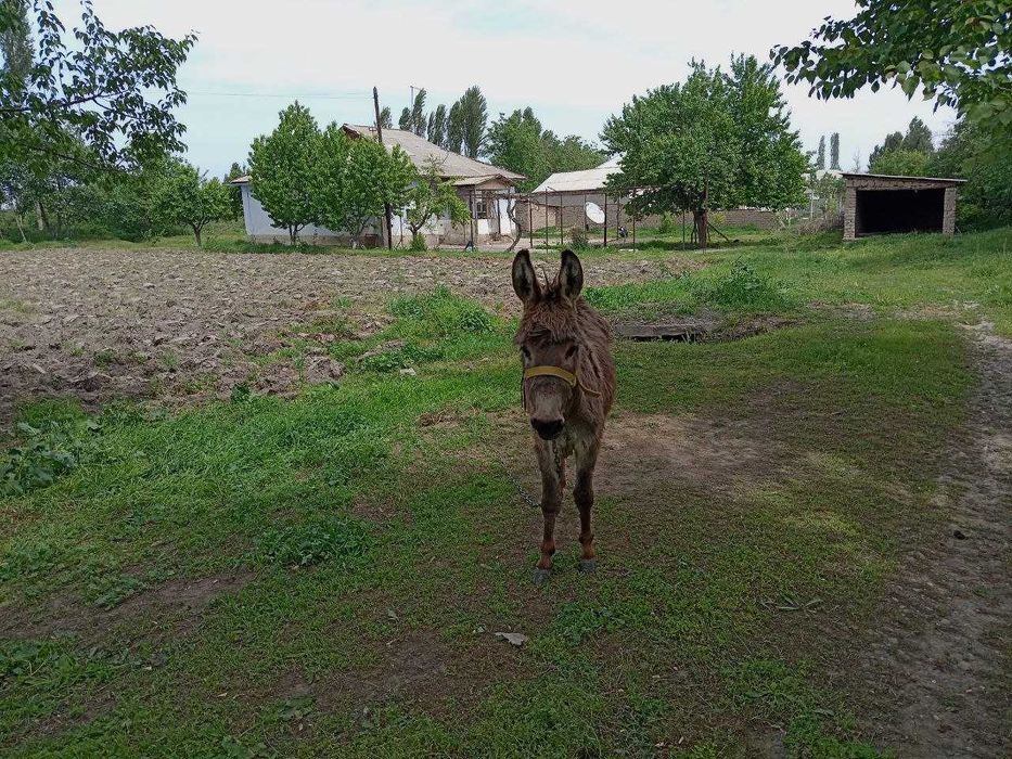 6 комнат, 31 сотка,  Ташкентская область. Свет-Газ-Вода есть