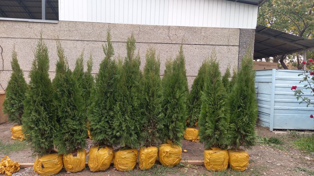 Продам тую смаракта цына 27 тыс