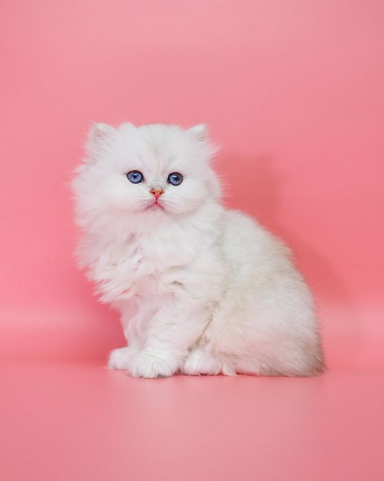 Серебро Шиншиллы котята