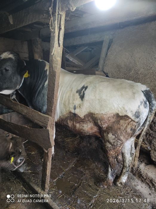 Boqilgan buqa sotiladi