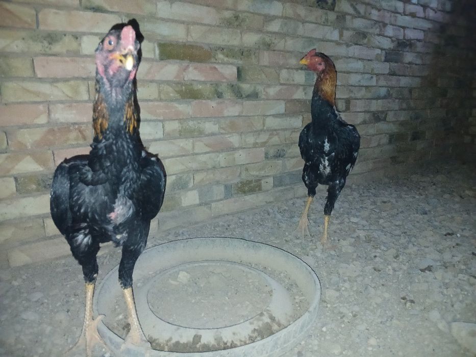 О шамо қораздары сатылады