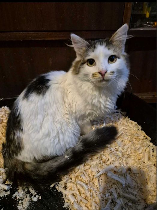 6-месечният Памукчо търси дом!