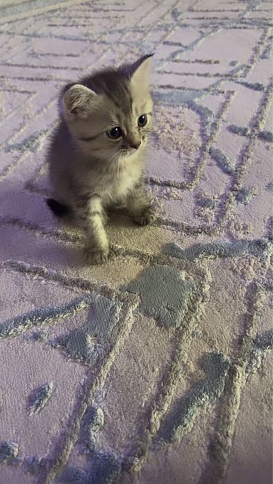 Шотланский котенок