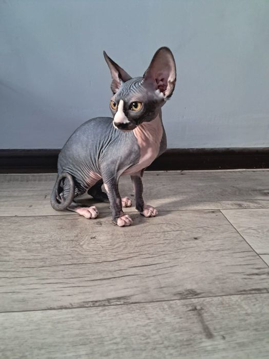 Продам котят сфинса