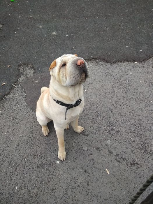 Шарпей ищет себе подругу,для сводки.