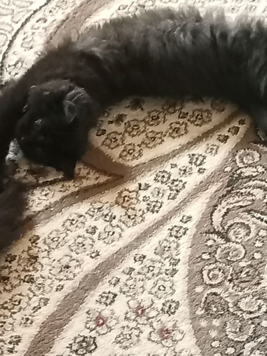 Котик четырех месяцев