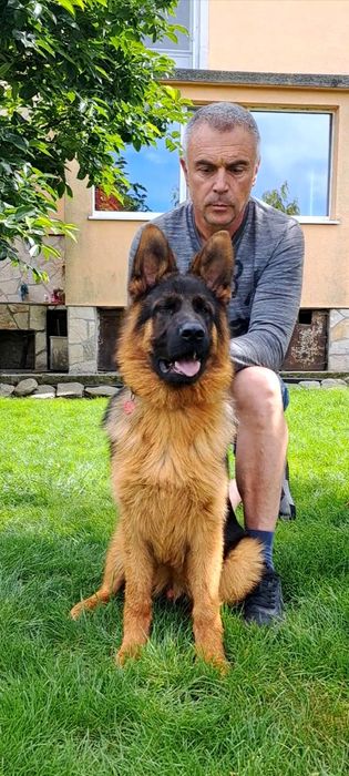 Елитн немски овчарка