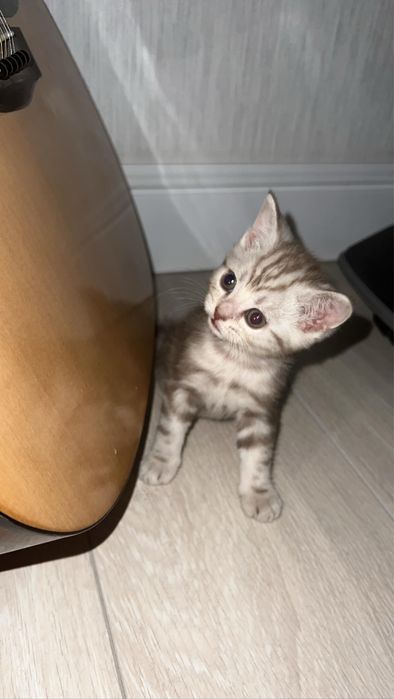 Вязка Скоттиш-страйт