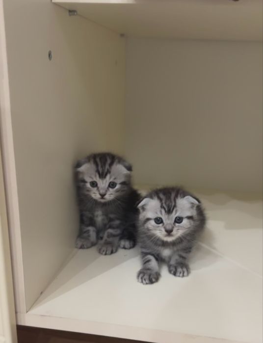 Котята девочки бронь