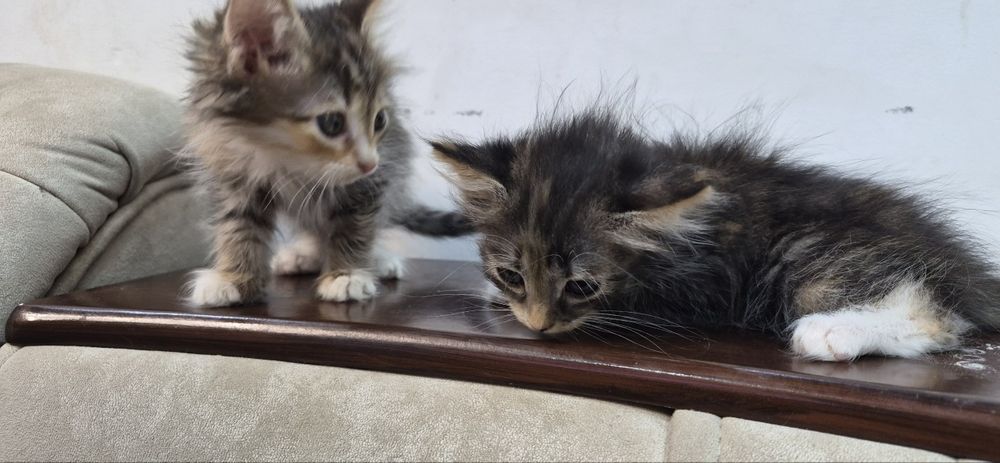 Котята 2,5 месяца отдам в добрые руки