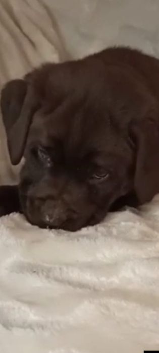 Породные детки лабрадора ретривера.