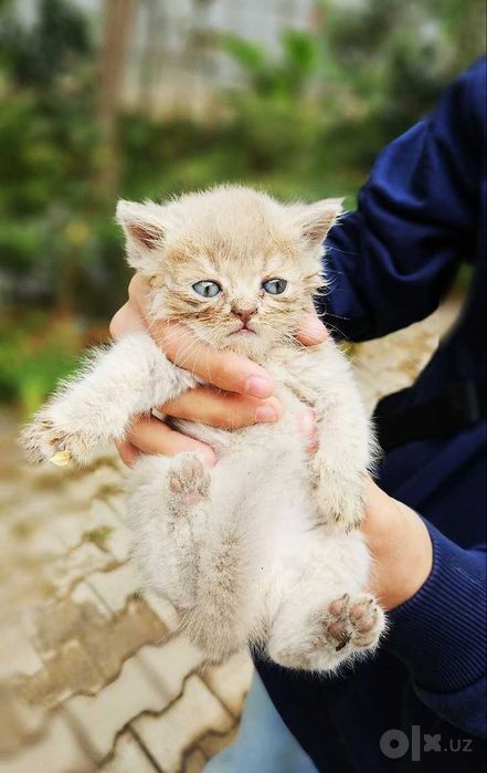 Кошки шотландские, 1,5 месяца, Дешево, Арзон мушукчалар.