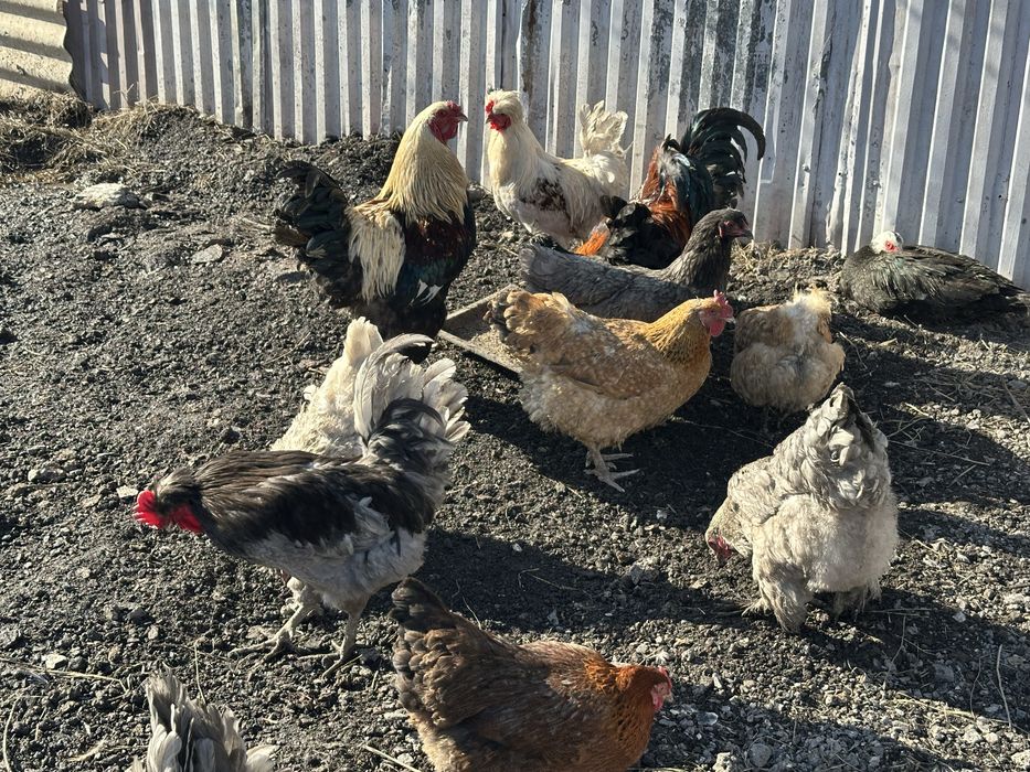 Инкубационные яйца кур микс