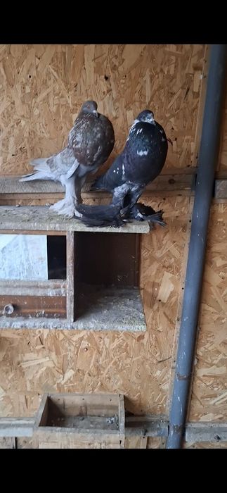 Vând porumbei  gusati  de pomerania