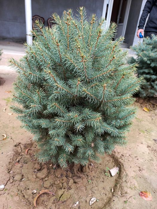 Серо белый ель продаются