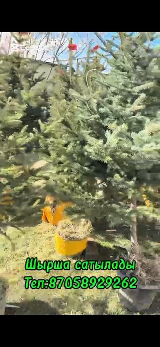 Ёлки с 30000 тг до 70000