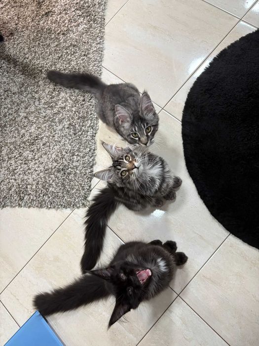 Pisica Maine Coon cu Pedigree si drep de reproducere