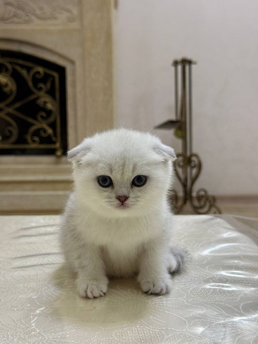 Чистокровные шотландцы