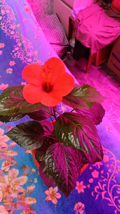 Гибискус  и многое другое