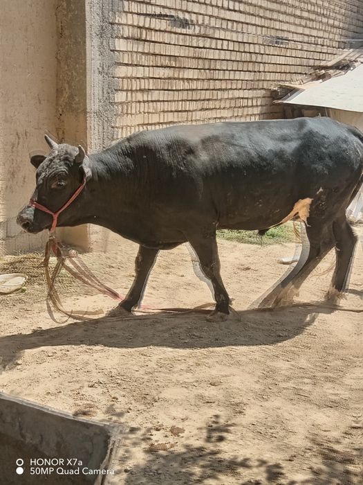 Jaydari Buqa sotiladi