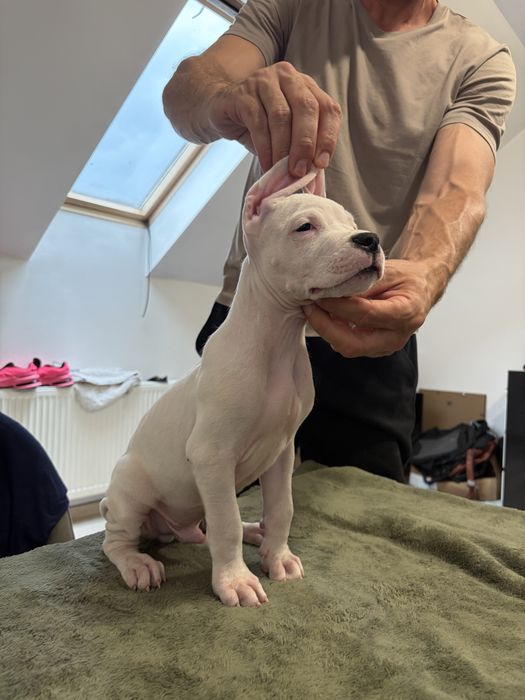 Dogo Argentino/Dog Argentinian