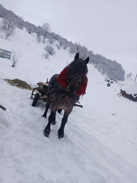 Armăsar de vânzare