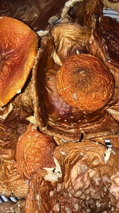 Продам сок лапуха майского