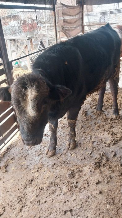 Бычки  опетит хороший