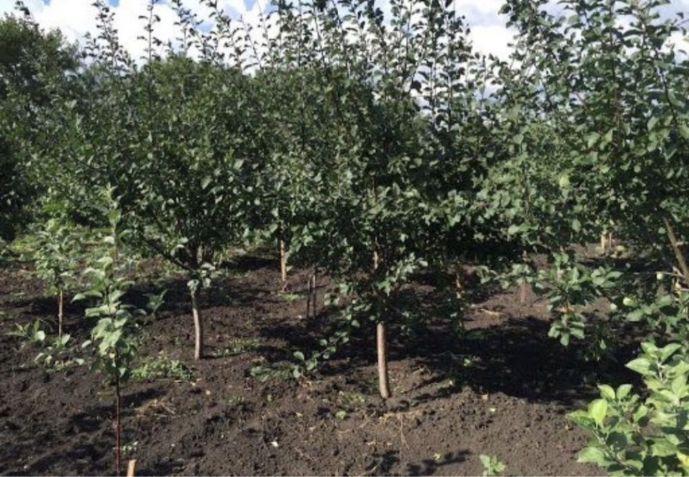 Яблони и груши 5 летки