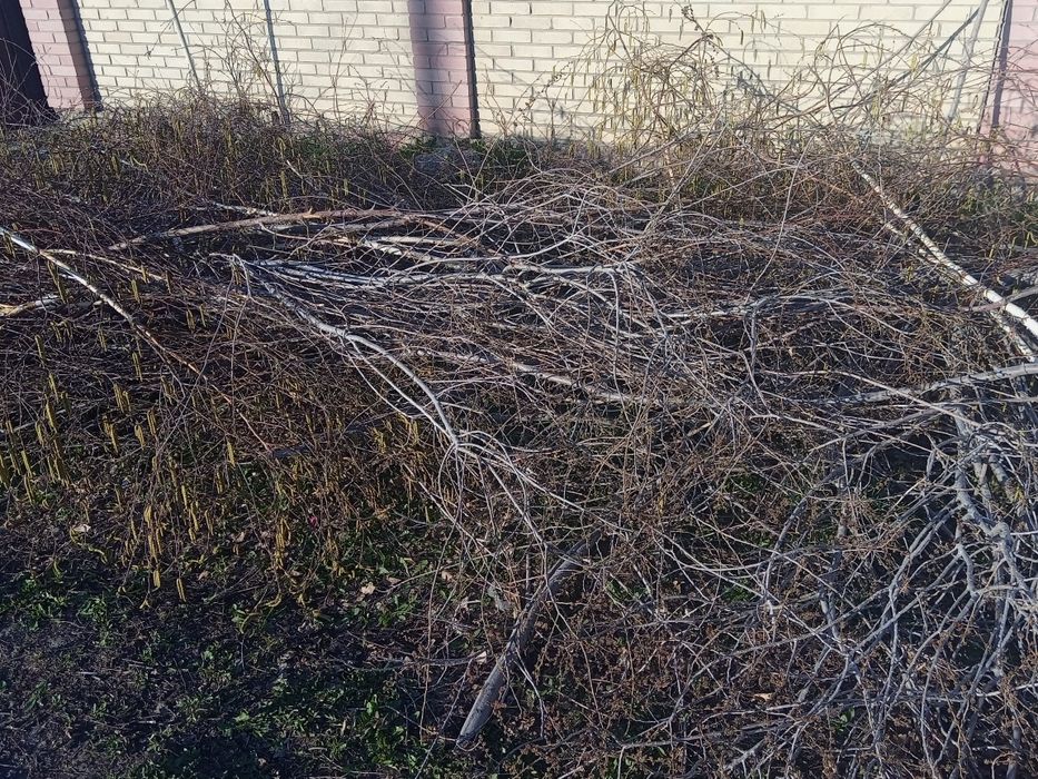 Отдам даром самовывоз на дрова дерево карагач