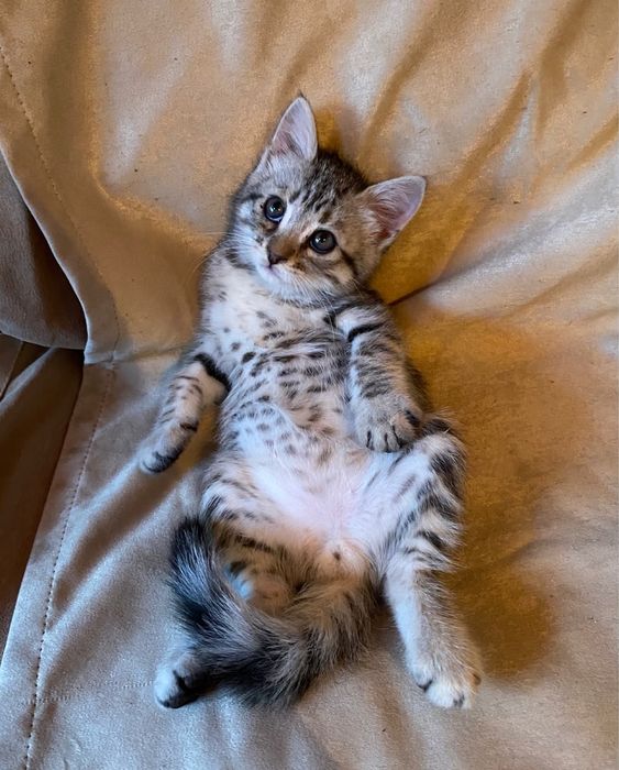 Отдам котят в хорошие руки