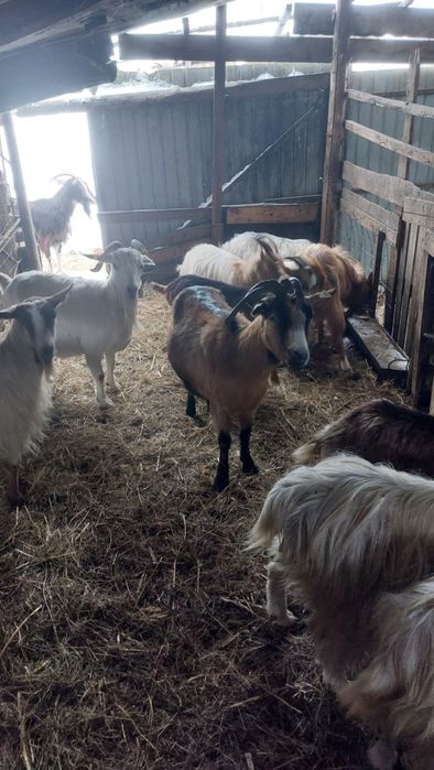 Capre de mai multe rase!