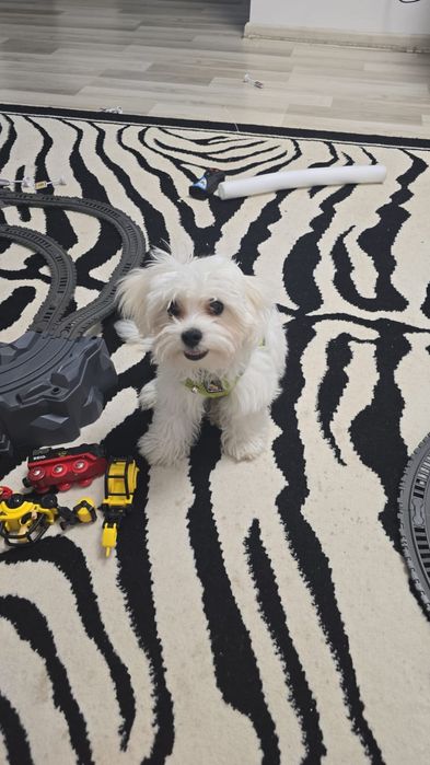 Bichon maltez rasă mica