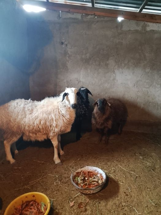 Семіз қойлар сатылады