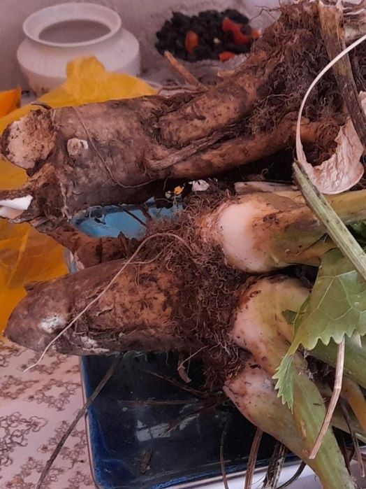 Продам корень и лист хрена