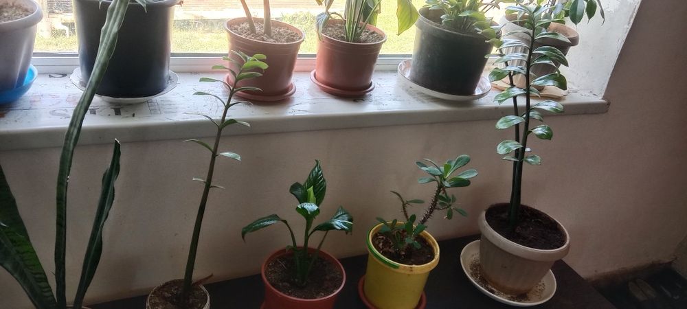 Продам домашний цветы