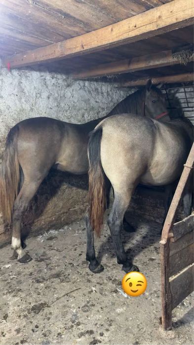 Vand doi manji surei de un an si 6 luni manz si manza