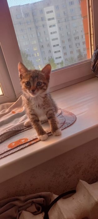 Котенок бесплатно