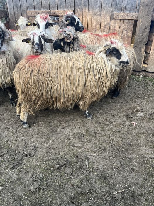 Vand 12 oi cu lapte