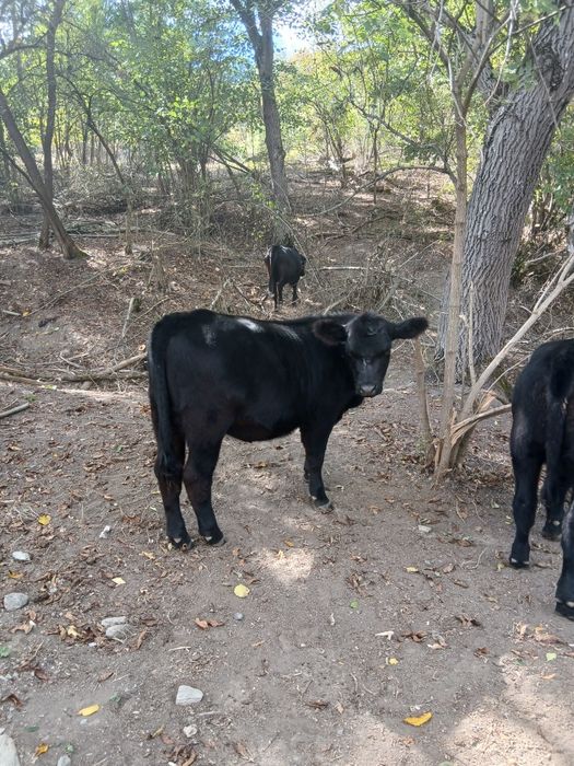 Vand vizei angus