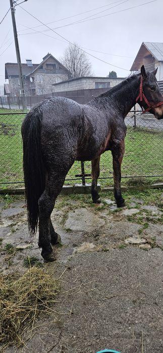 Cal de vânzare 2 ani jumate