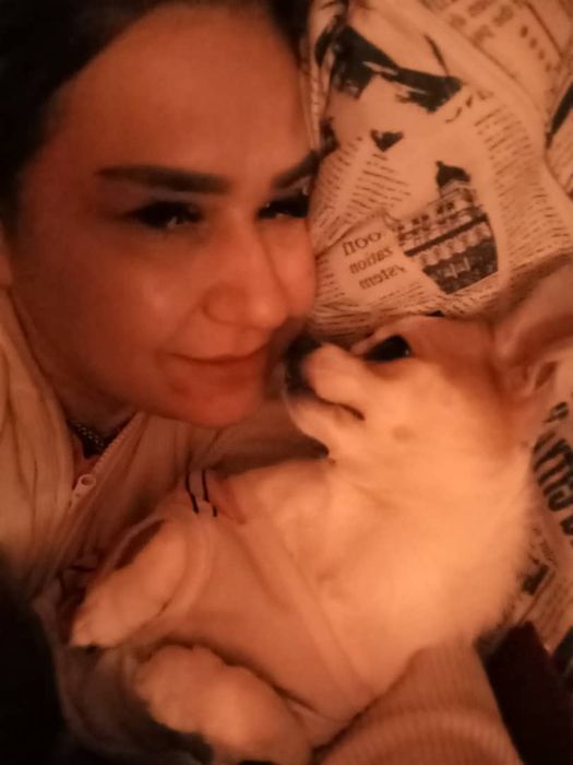 Собака чхвахува малчик