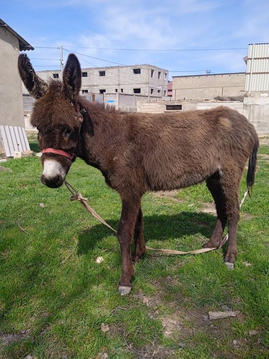 Еркекке сперманы жалайды