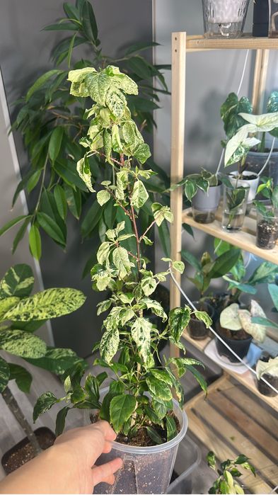 Комнатные растения на продажу