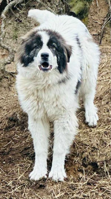 продавам родословно каракачанско куче