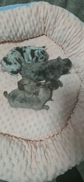 Красивые малыши Чихуахуа