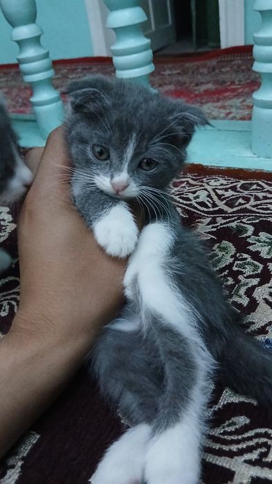 Mushuk bolasi sotiladi