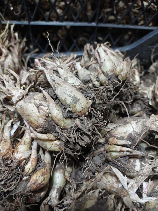 Pachet 15 tuberoze galbene cu puieti (infloresc anul acesta)