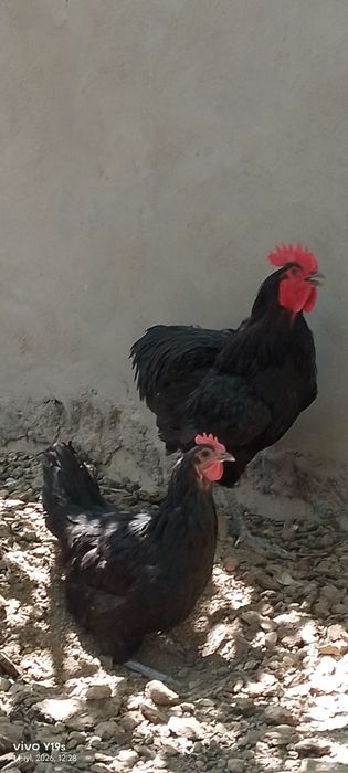 Rumin avstralop xoʻroz tovuq