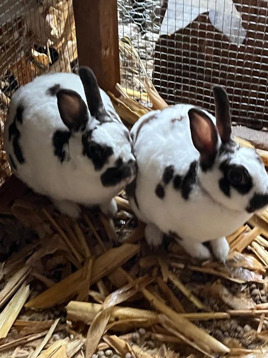 Iepuri Rex pitic 4 bucati